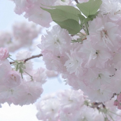 兽设清新风格设计福瑞交流群